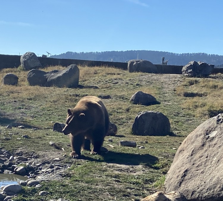 grizzly-bear-discovery-center-photo